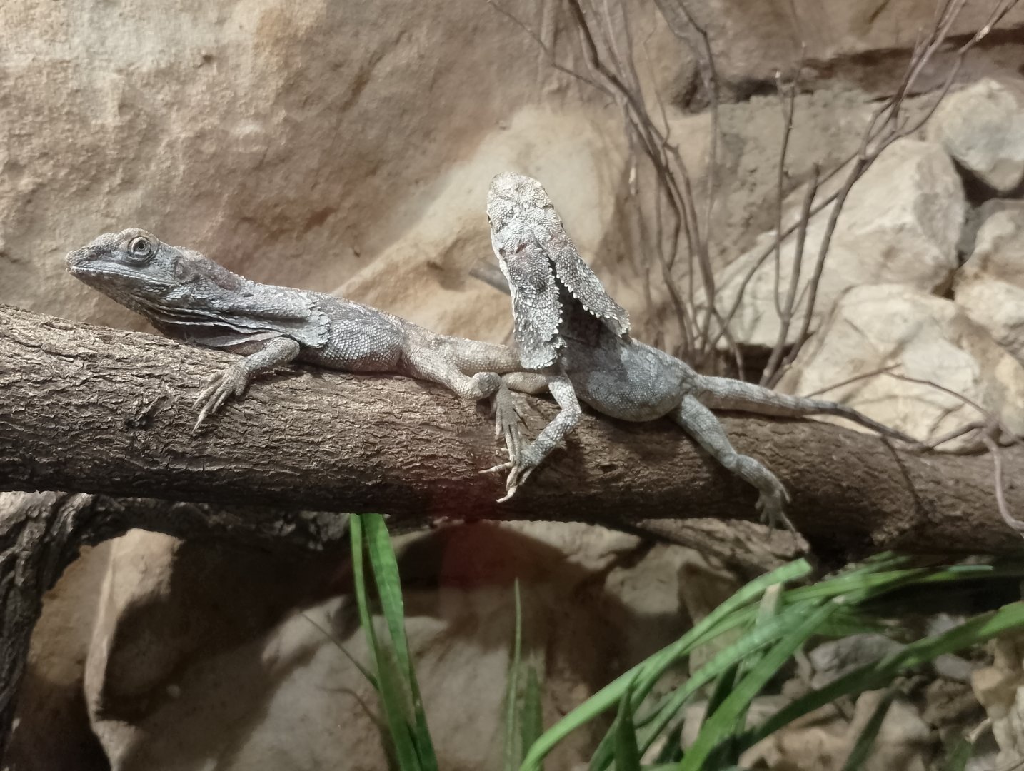 Frilled lizards