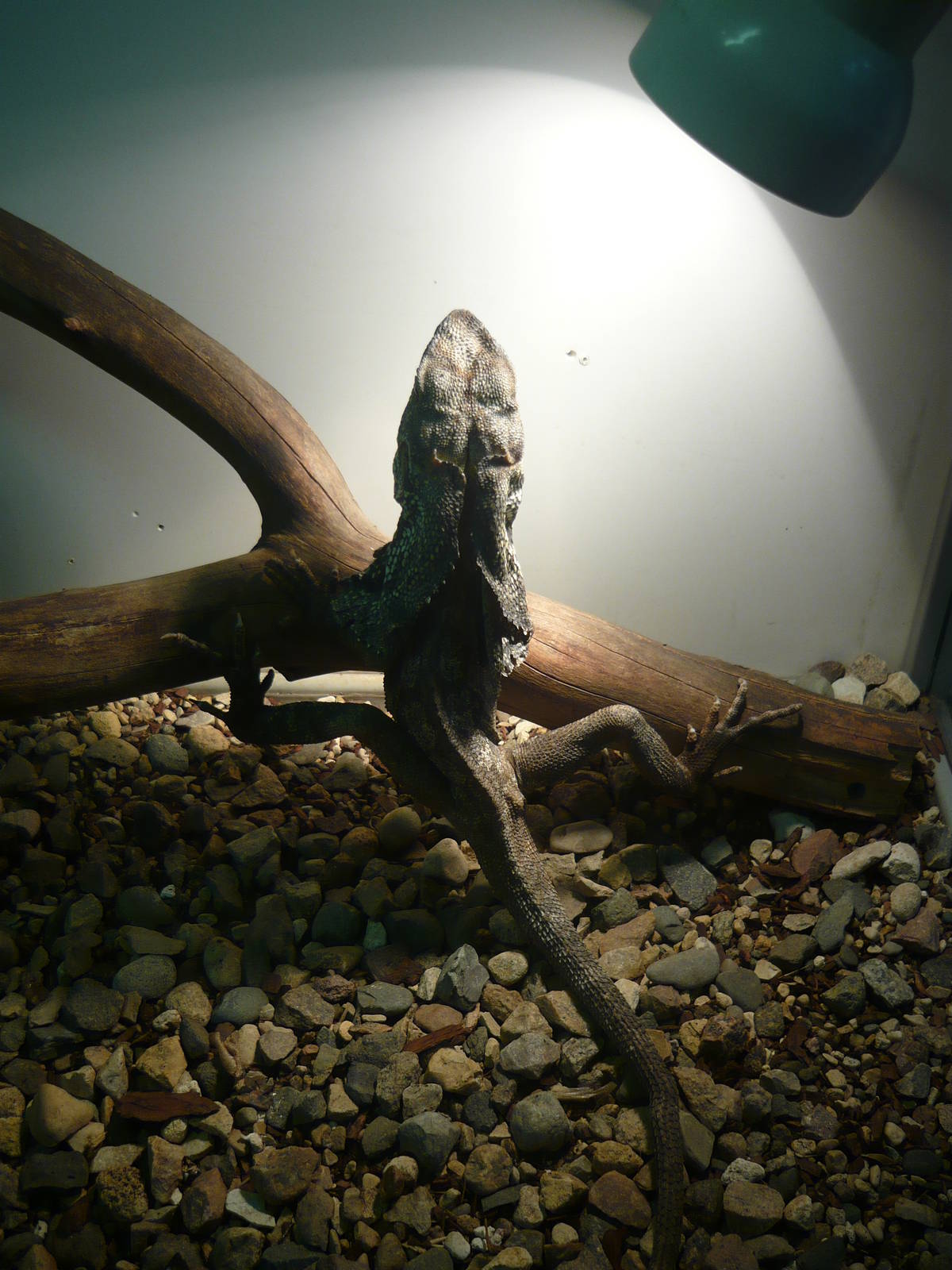 Frilled-neck lizard (Chlamydosaurus kingii)