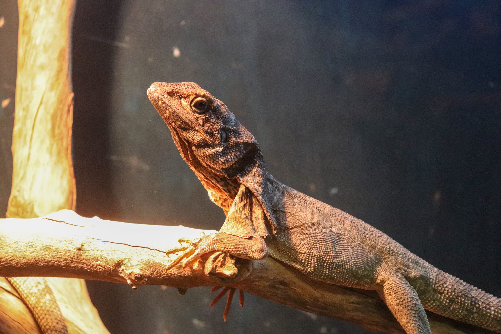 Frilled-neck Lizard (Chlamydosaurus kingii)