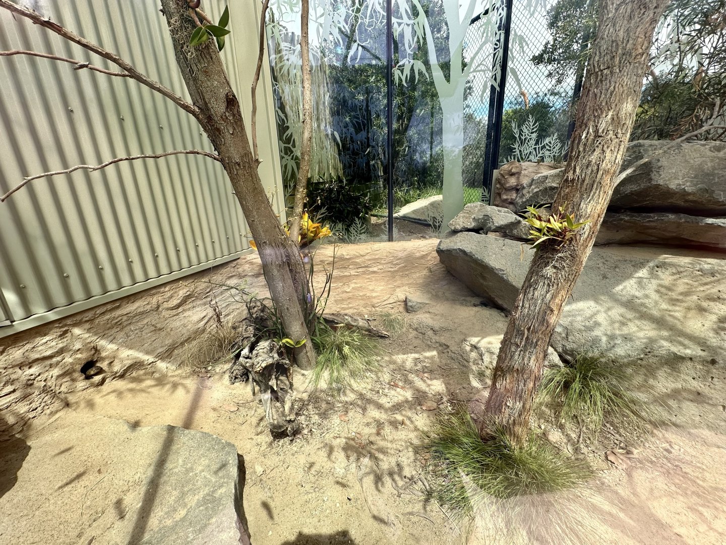 Frilled-neck Lizard/Cunningham’s Skink Exhibit