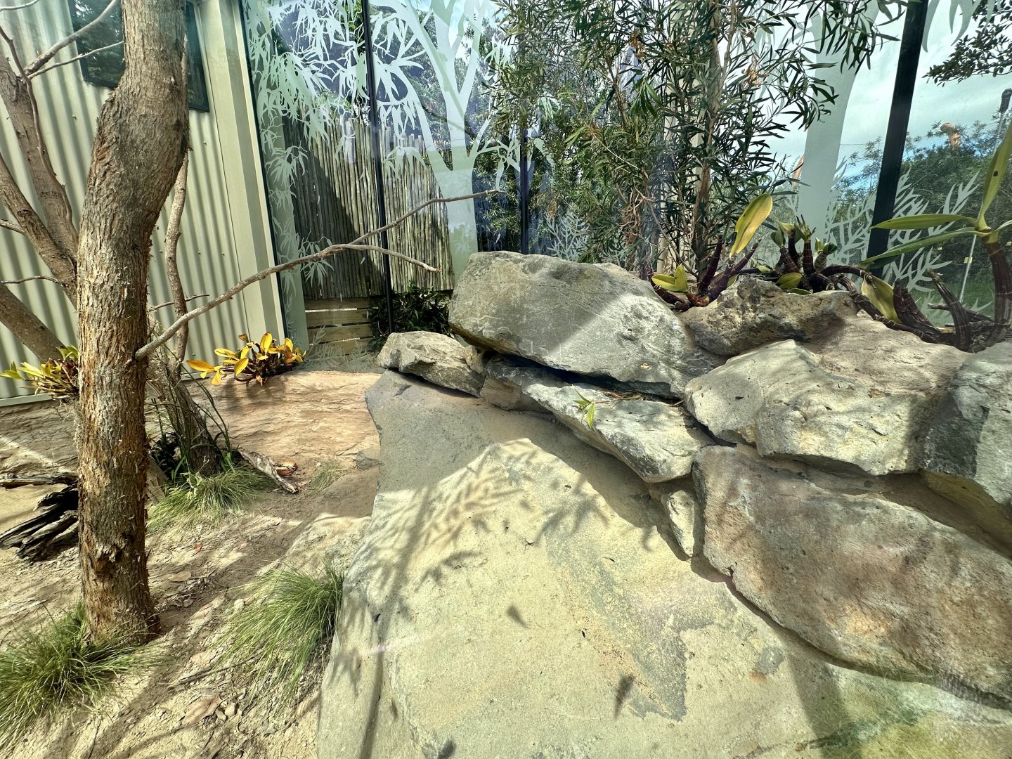 Frilled-neck Lizard/Cunningham’s Skink Exhibit