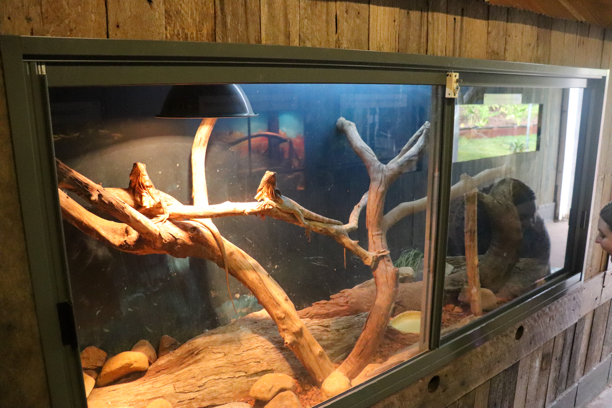 Frilled-neck Lizard Enclosure