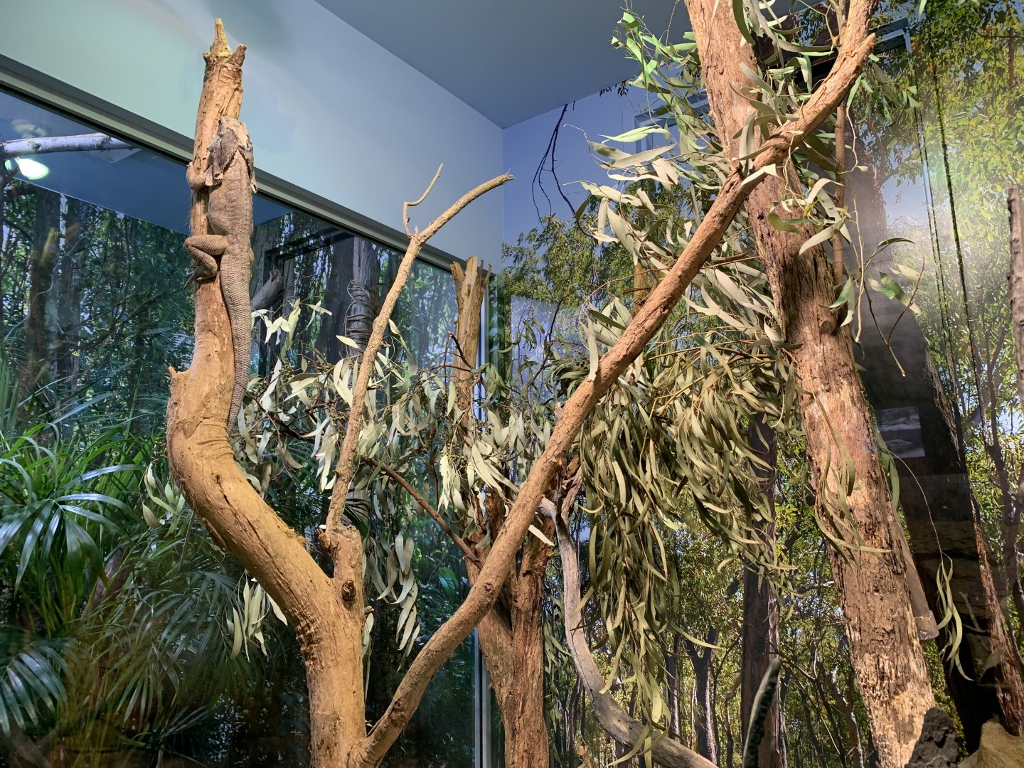 Frilled-neck Lizard Enclosure