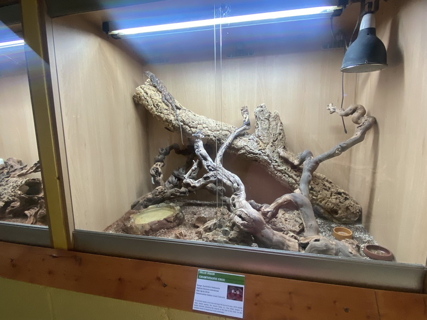 Frilled-neck lizard exhibit - IOW Reptilarium 150923