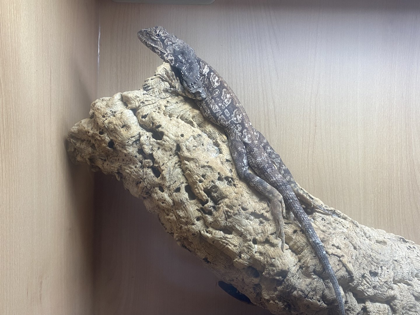 Frilled-neck lizard - IOW Reptilarium 150923