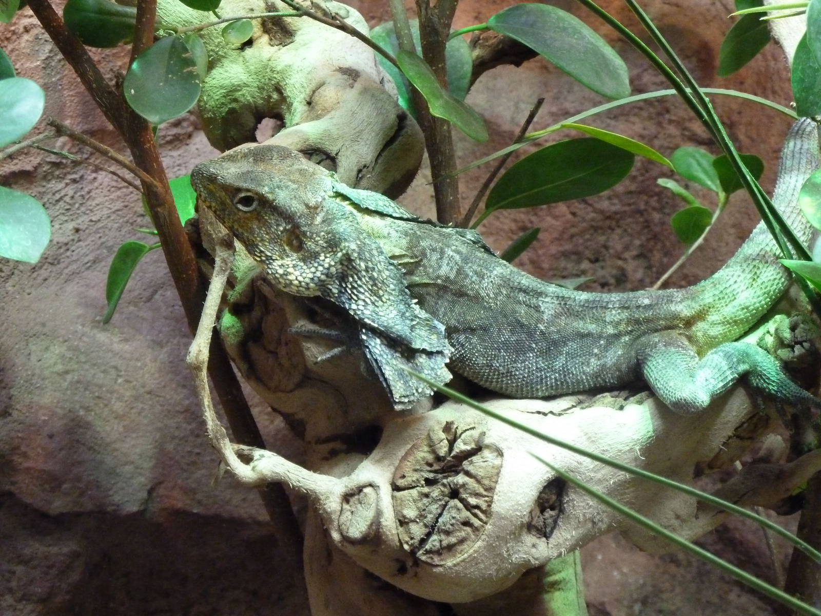 Frilled neck lizzard