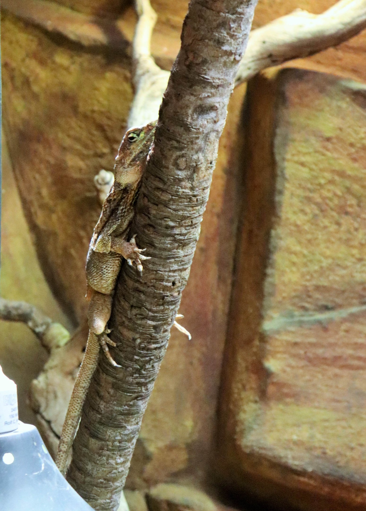 Frilled-necked Lizard (Chlamydosaurus kingii)