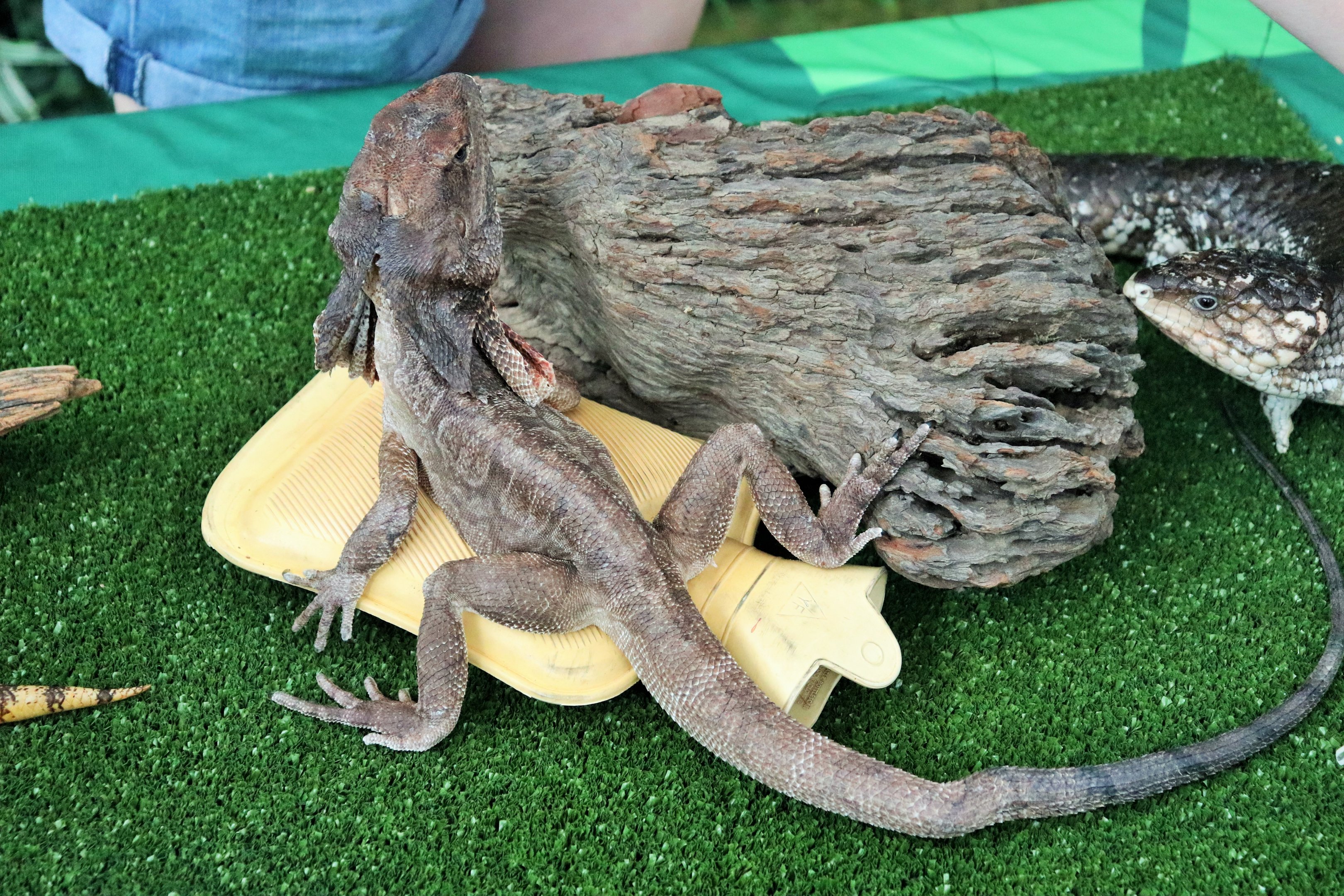 Frilled-necked Lizard (Chlamydosaurus kingii)