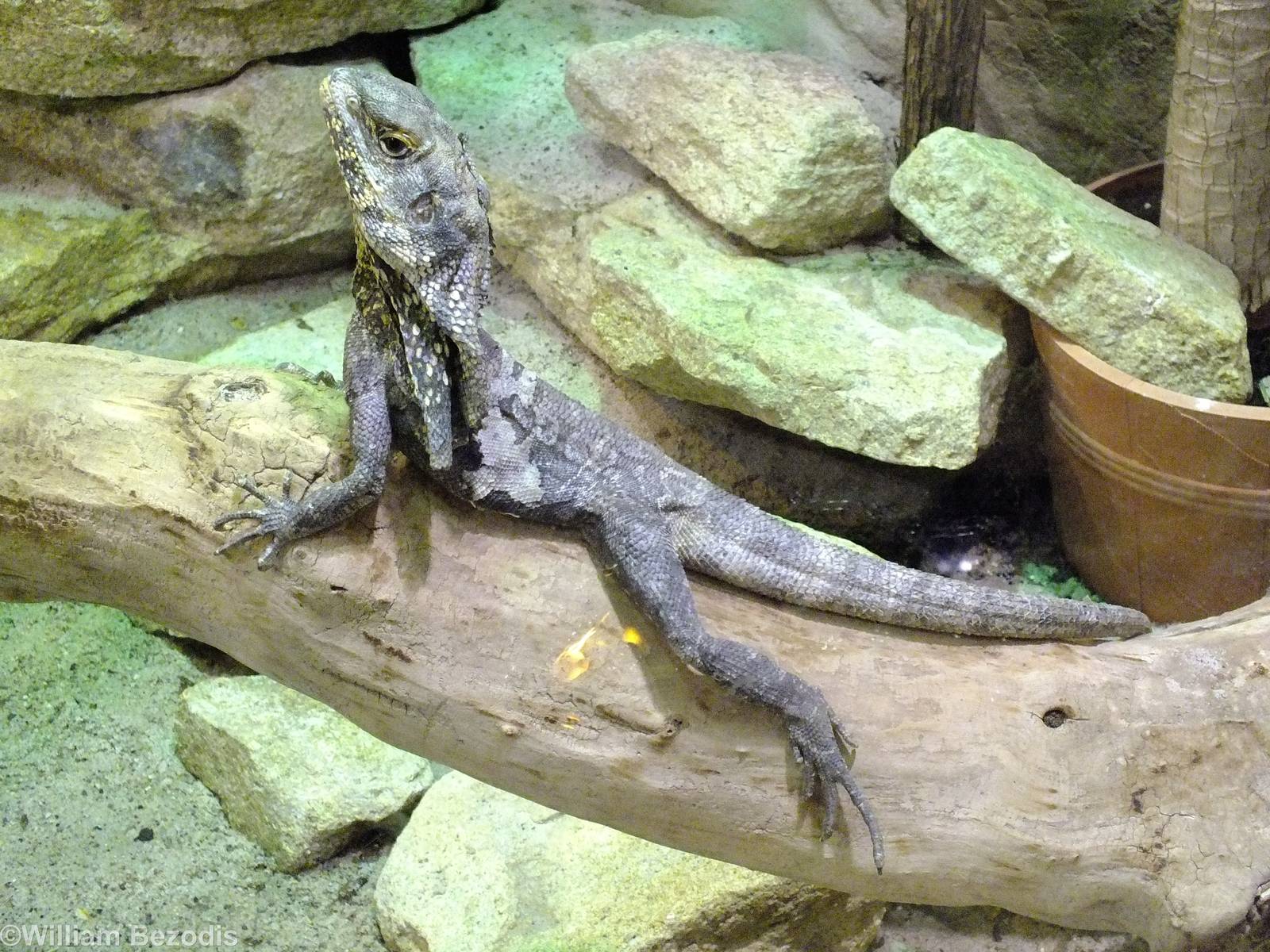 Frilled-necked Lizard in Cold-blooded Animals Pavilion