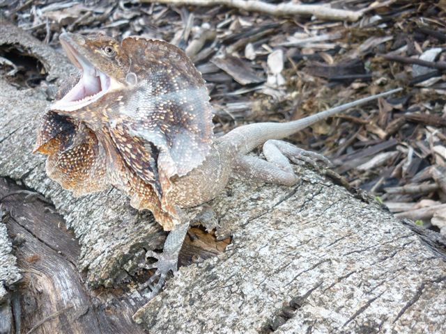 Frilled Necked Lizard