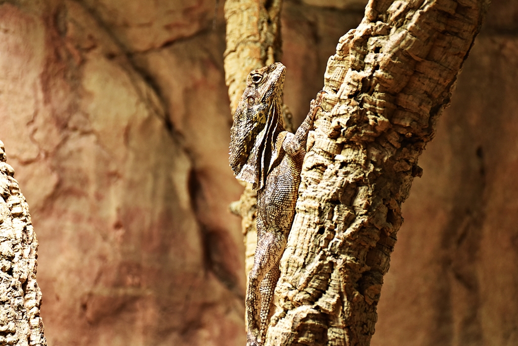 frilled-necked lizard