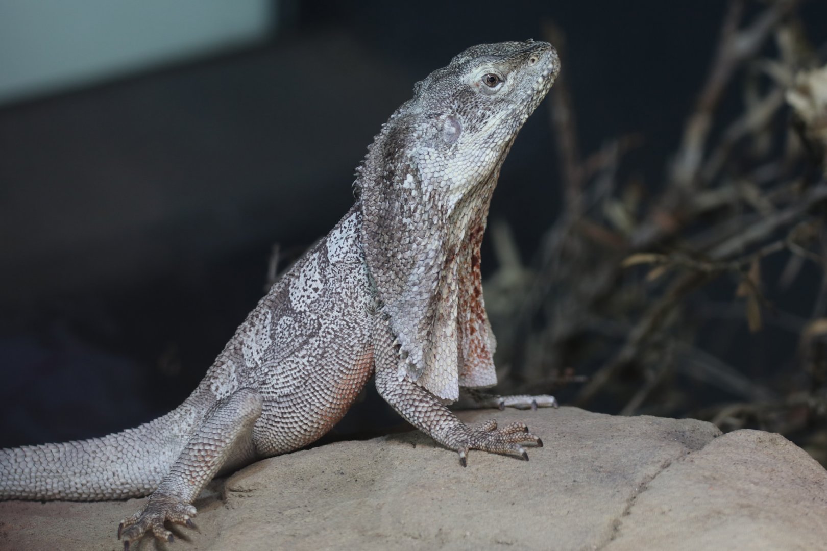 Frilled-necked lizard