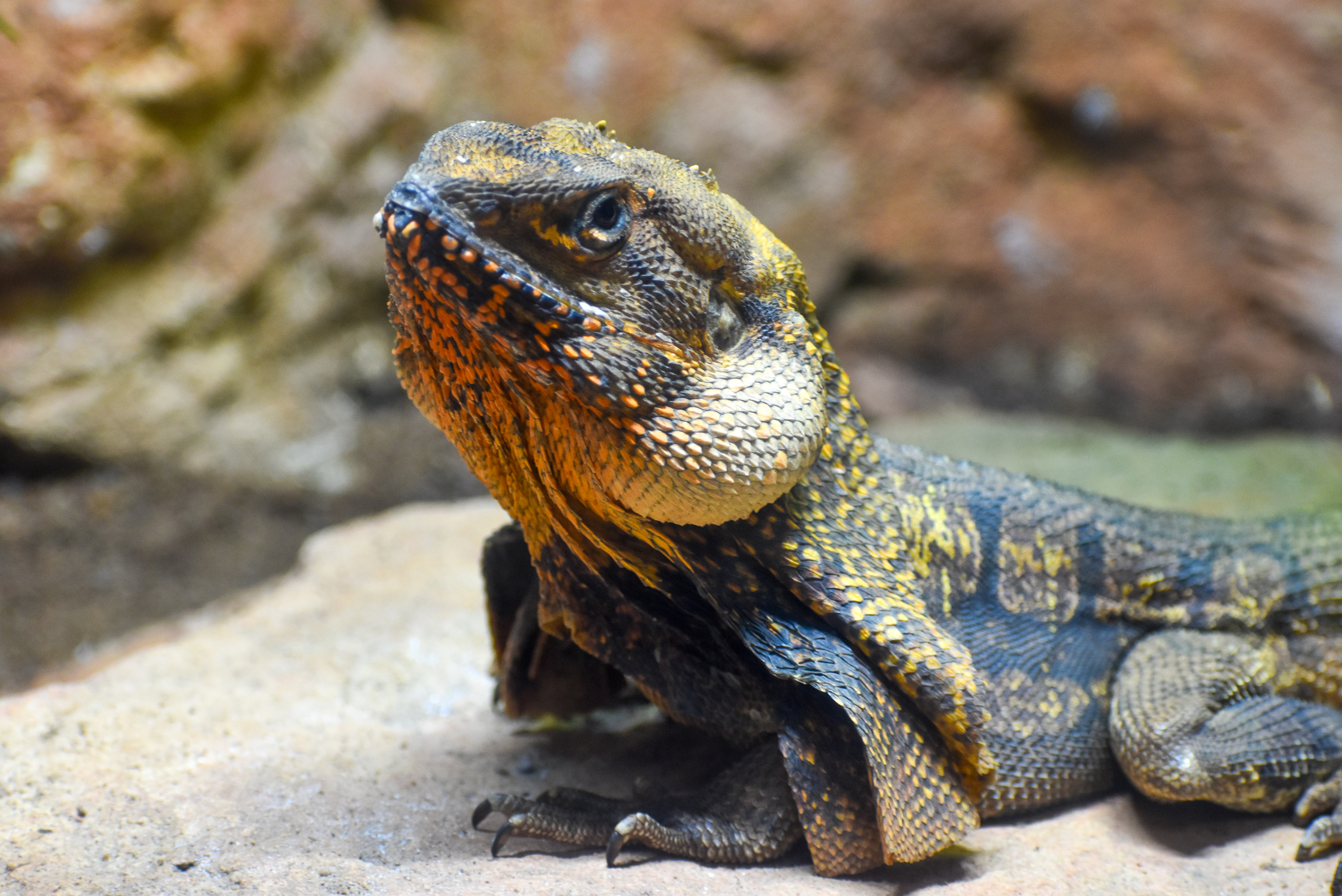 Frilled-necked Lizard