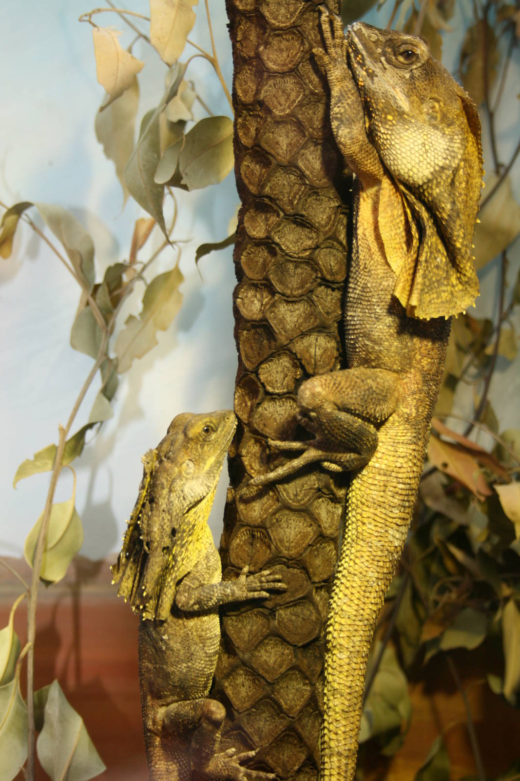 Frilled Necked Lizards. Taronga Zoo. 8/4/2008