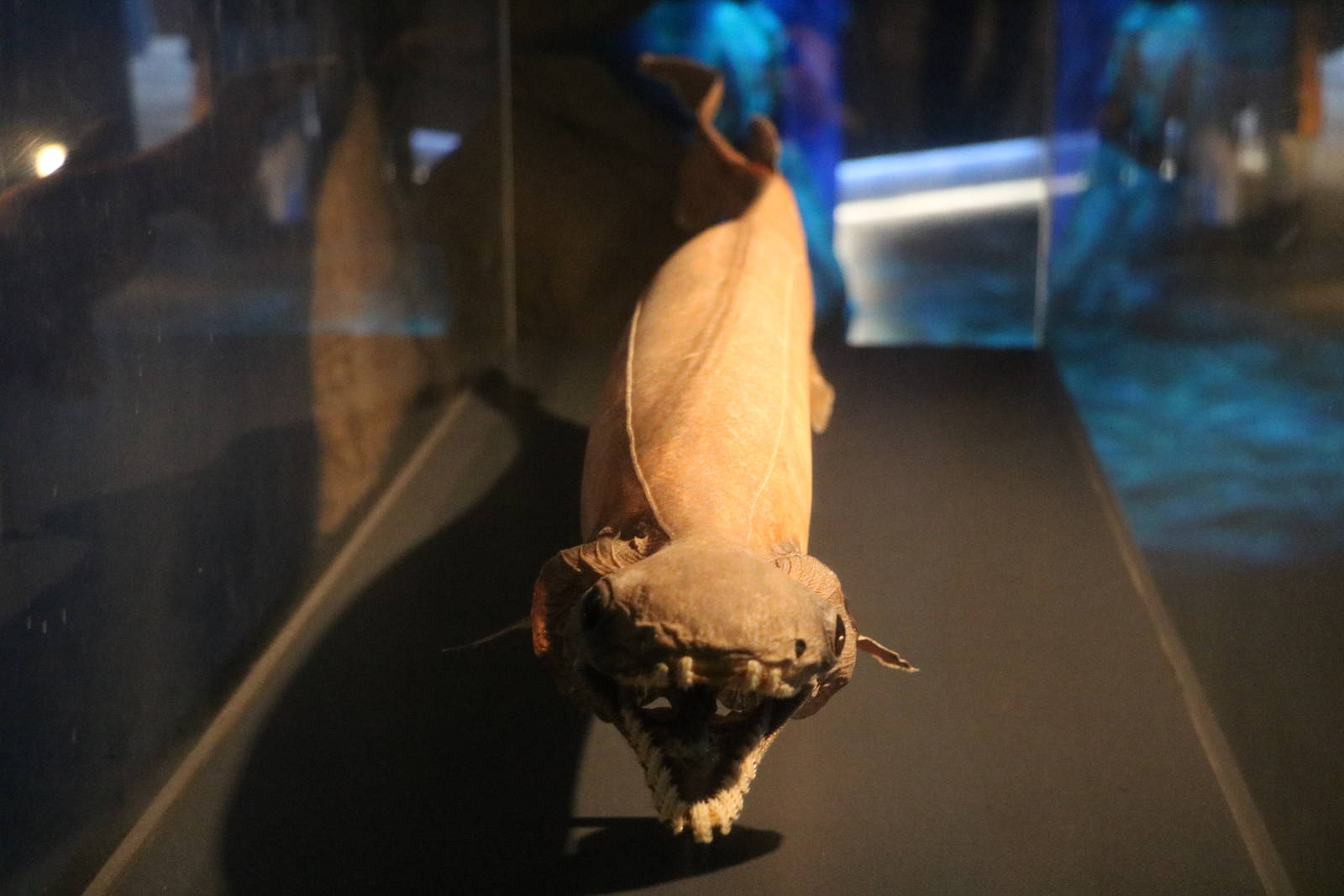 Frilled shark (specimen), February 2016