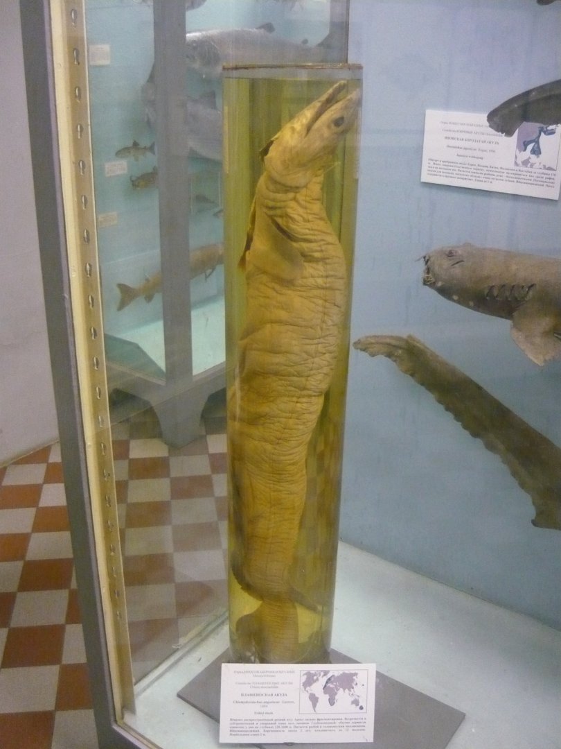 Frilled shark