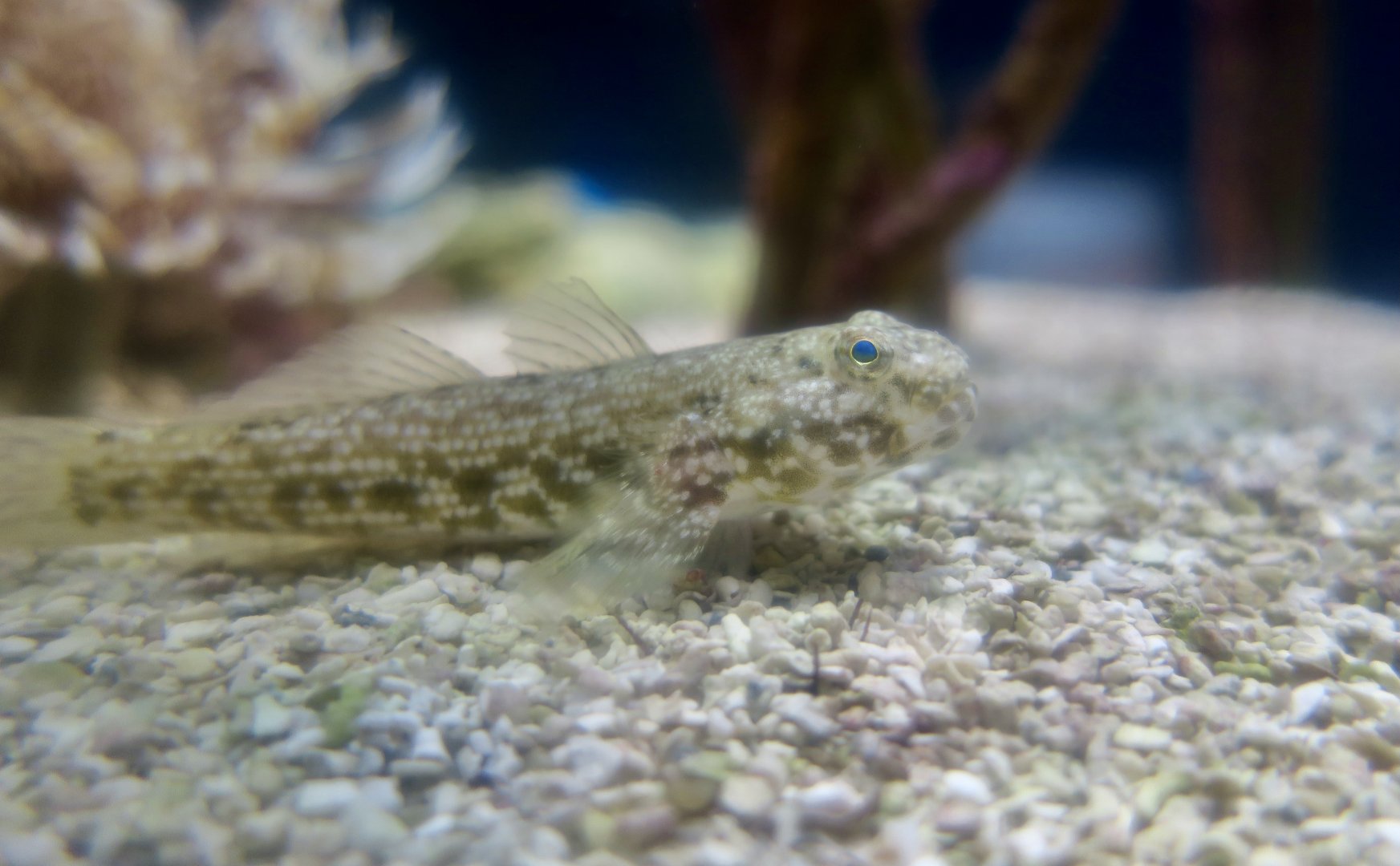 Frillfin Goby (Bathygobius soporator)