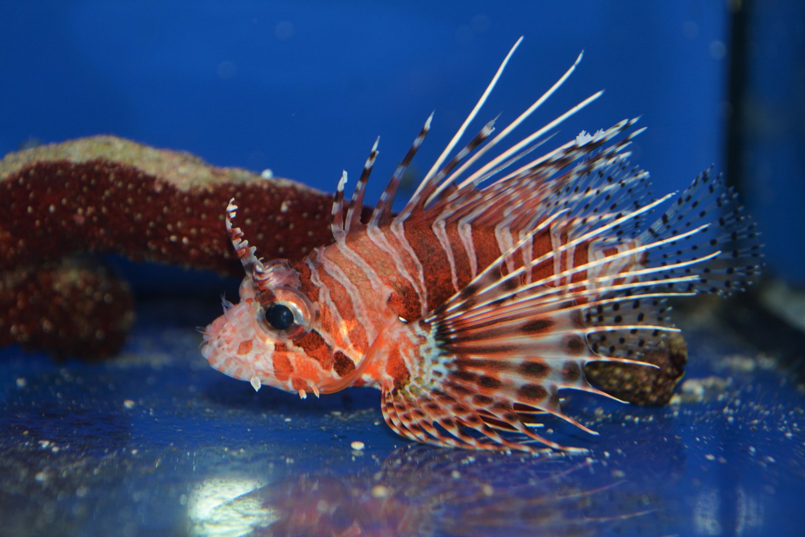 Frillfin turkeyfish (Pterois mombasae)