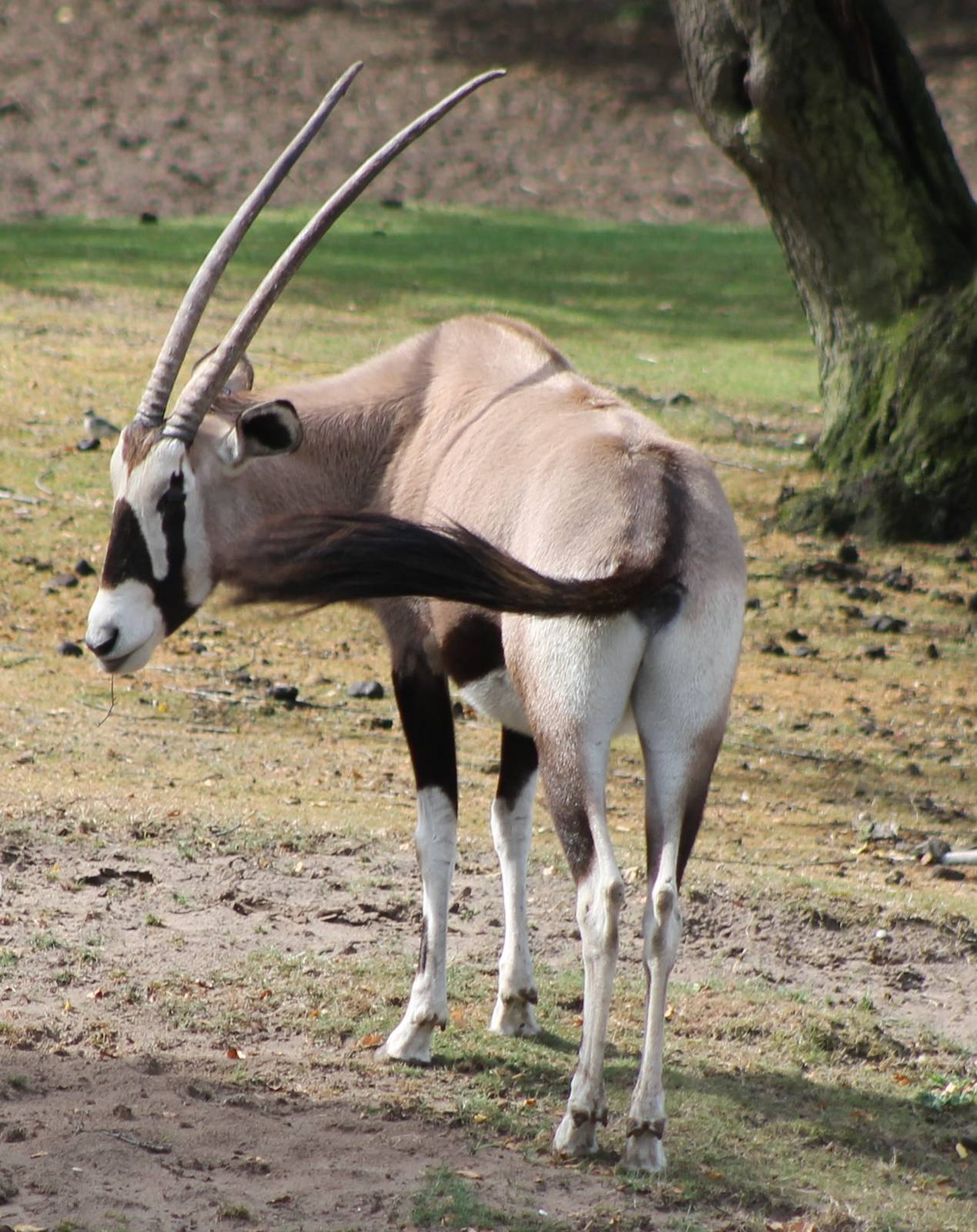 Fring-eared oryx
