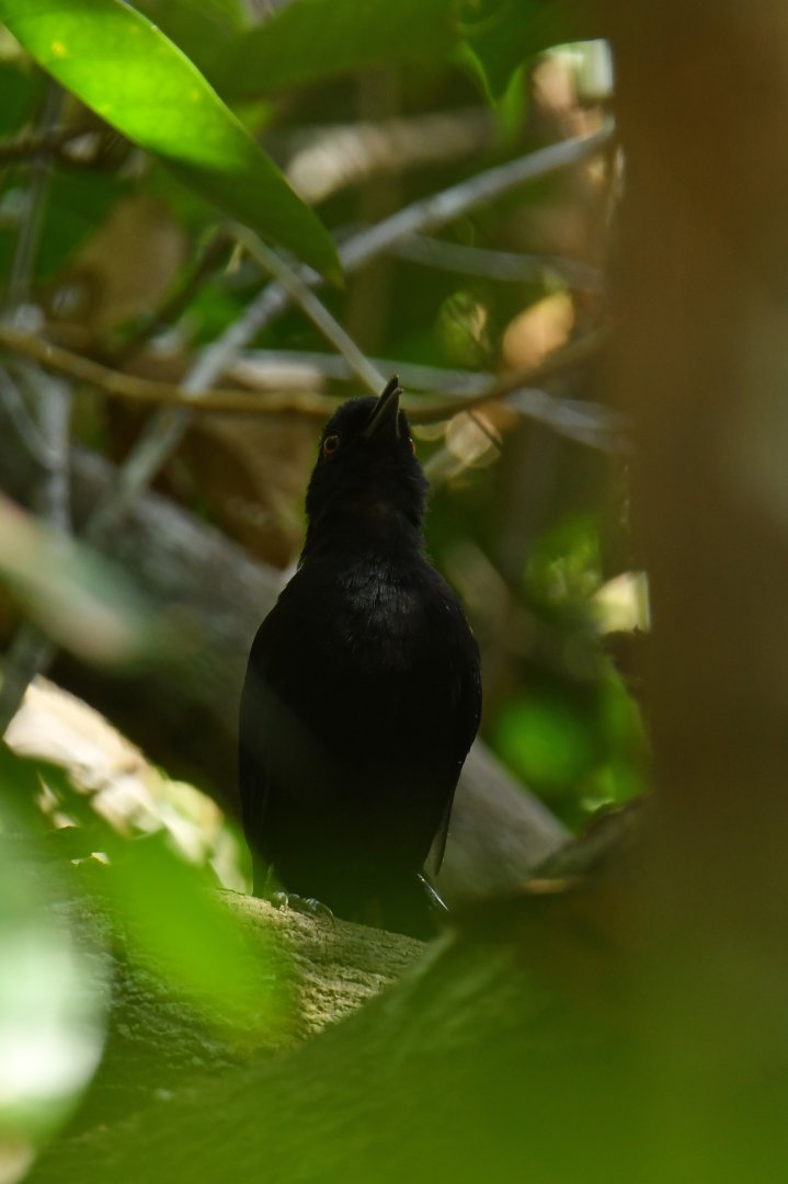 Fringe-backed Fire-eye (Pyriglena atra)