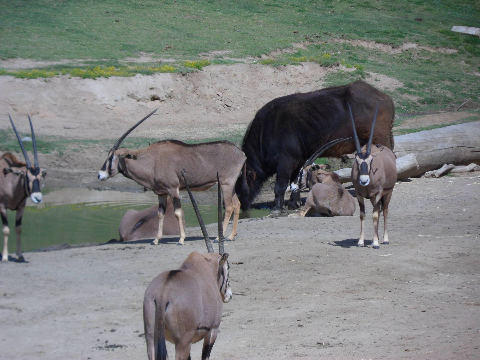 Fringe Eared Oryx and Cape Buffalo