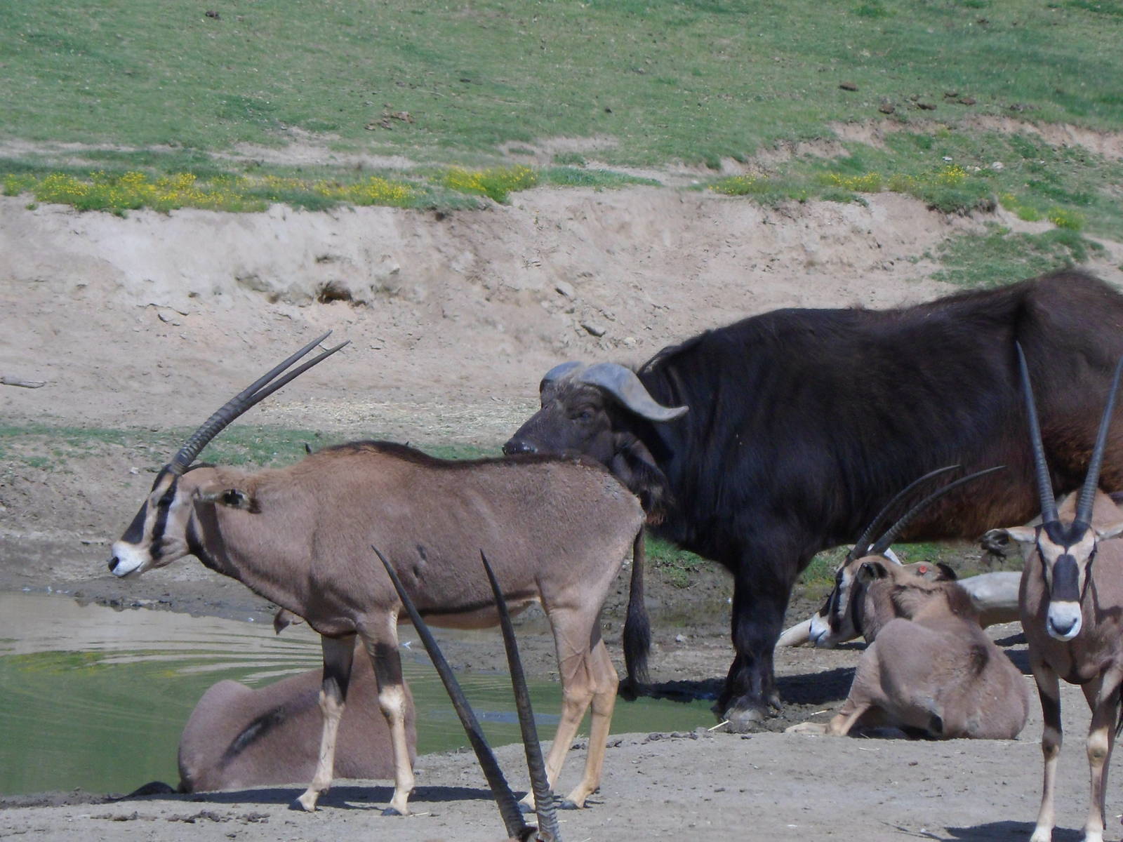 Fringe Eared Oryx and Cape Buffalo