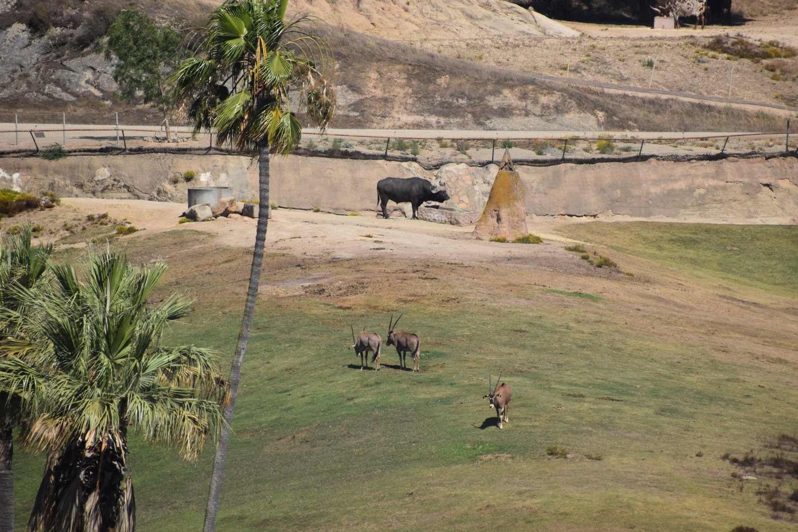 Fringe-eared oryx and Cape Buffalo