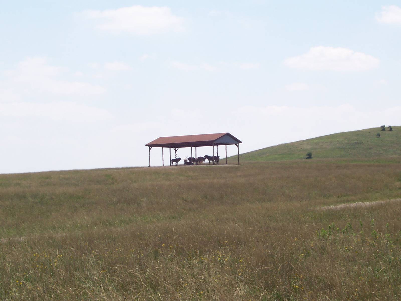 Fringe-eared Oryx and Grevy's Zebra