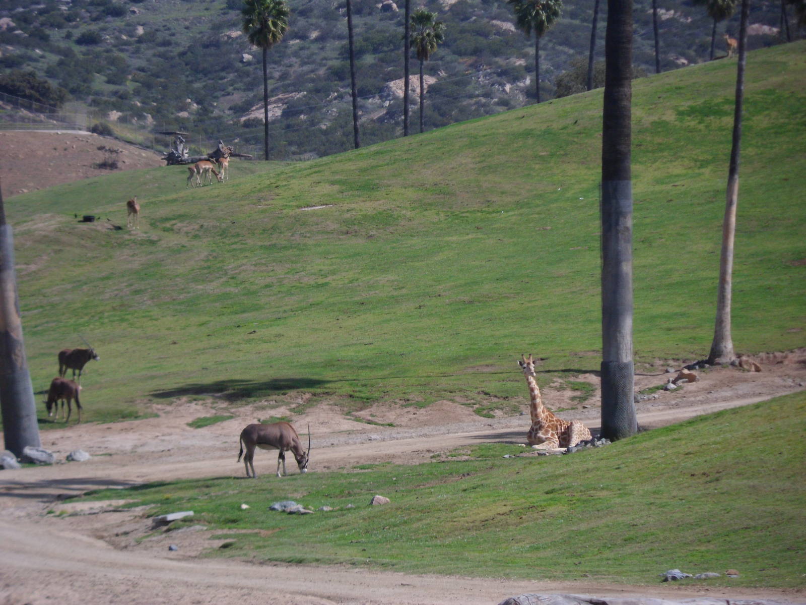 Fringe Eared Oryx and Rothschild Giraffe