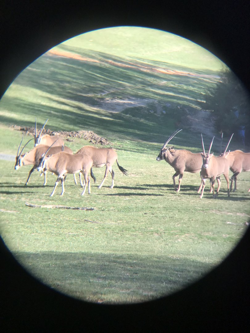 Fringe-eared Oryx Herd Taken through Binocular Lense