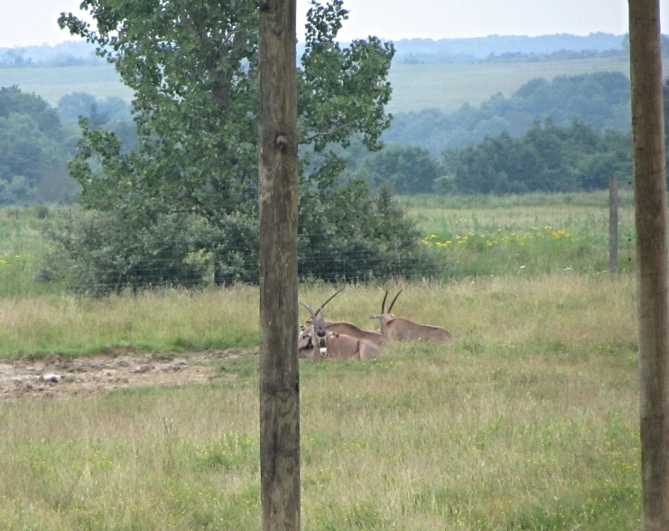 Fringe-eared Oryx Herd