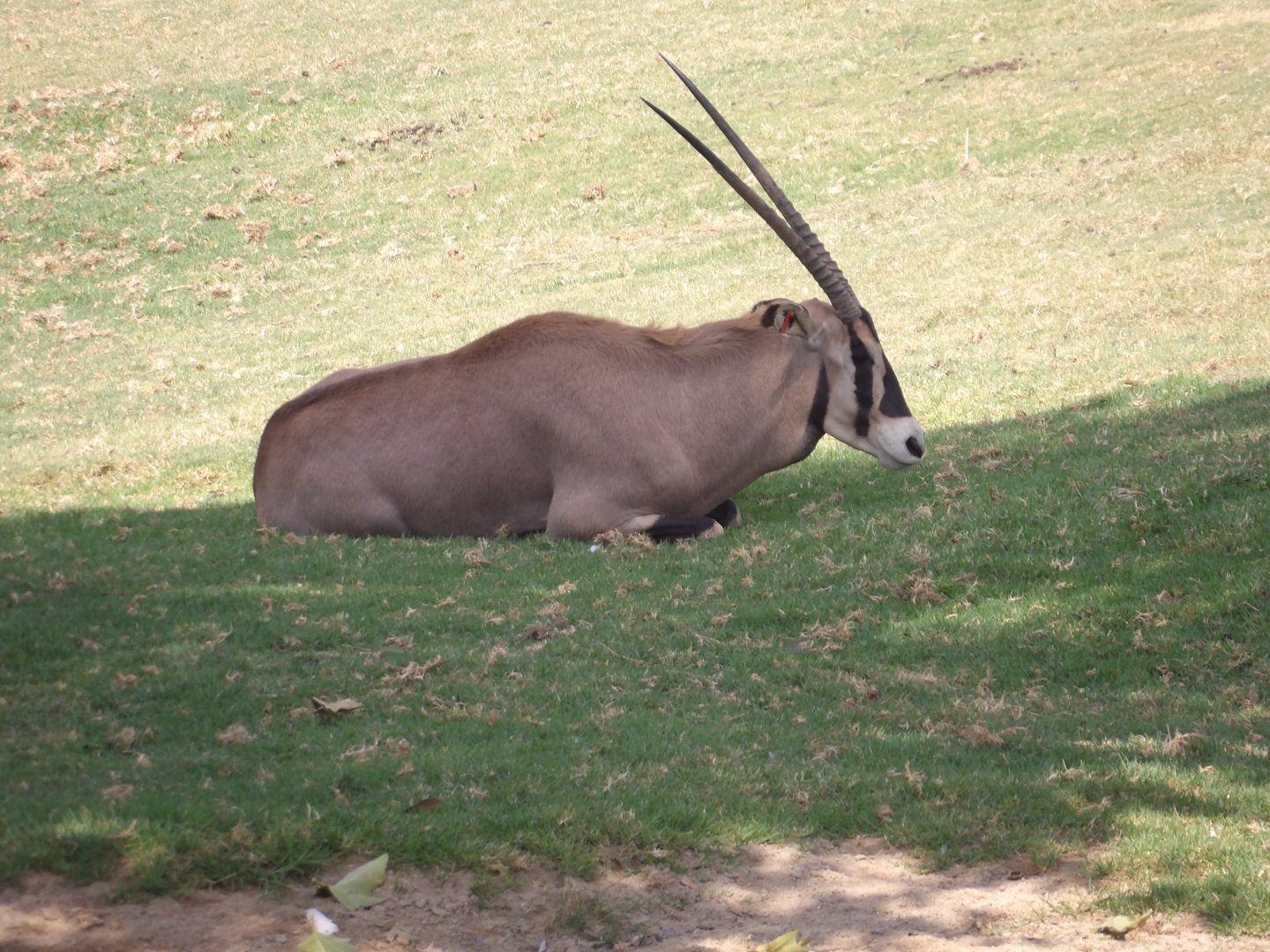 Fringe-Eared Oryx(Oryx callotis)