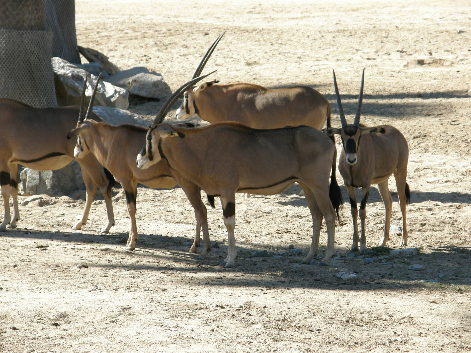 fringe eared oryx