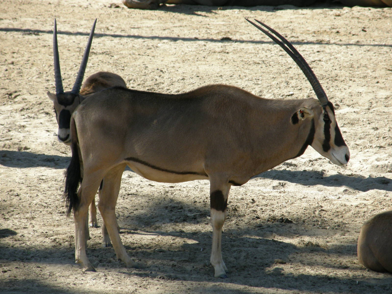 fringe eared oryx