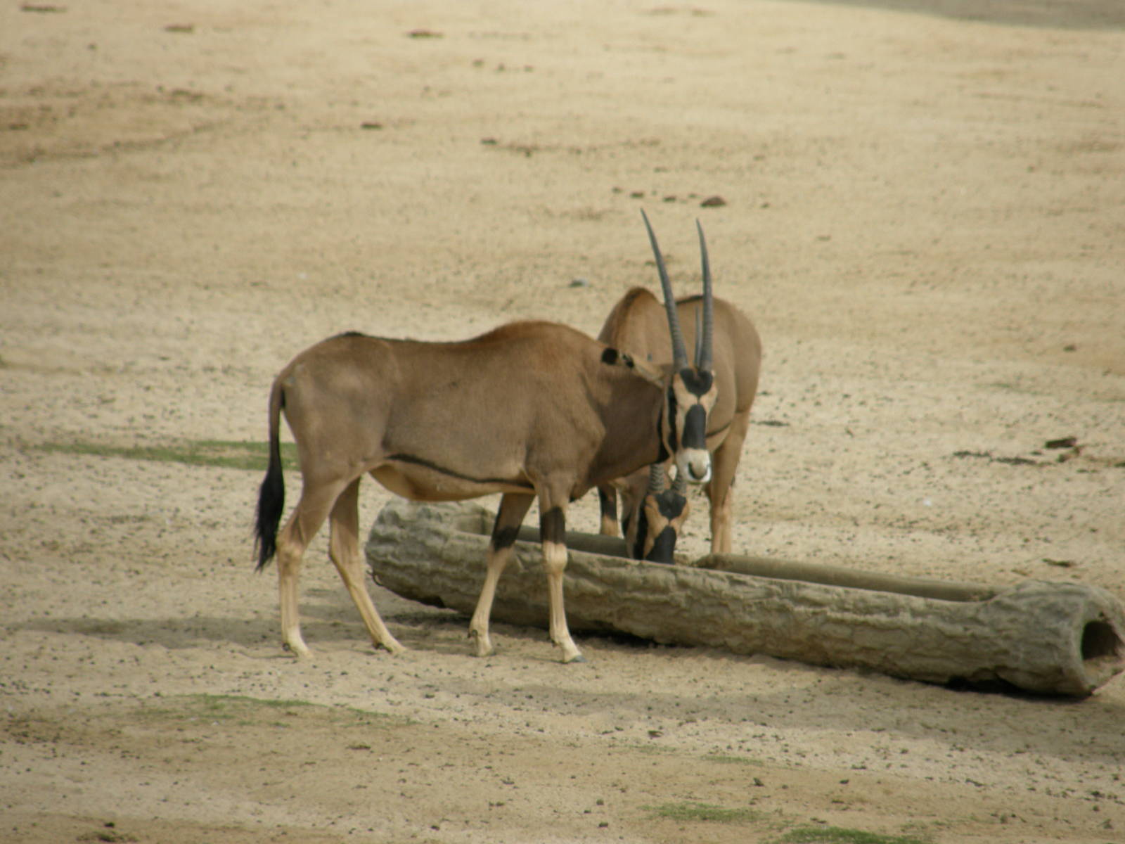 fringe eared oryx