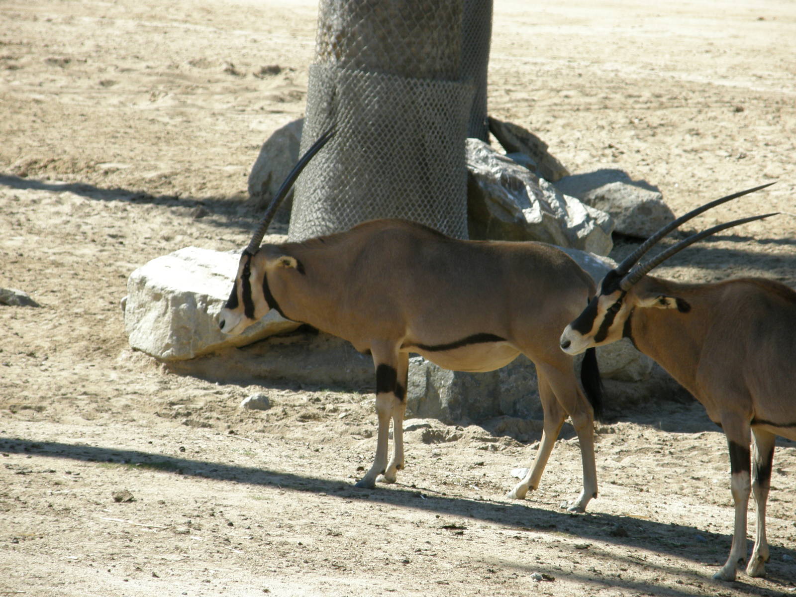 fringe eared oryx