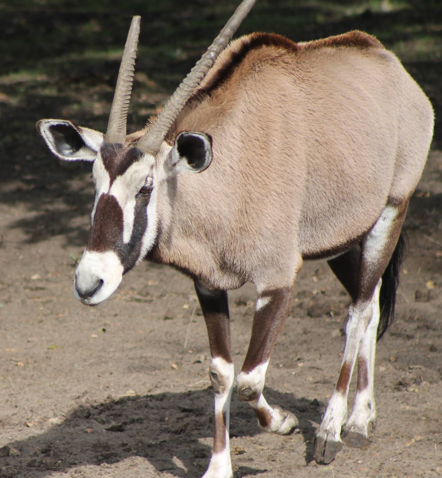 fringe-eared oryx