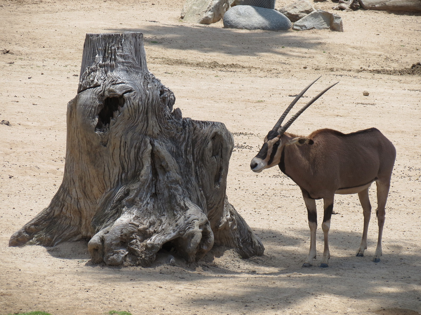 Fringe-eared Oryx