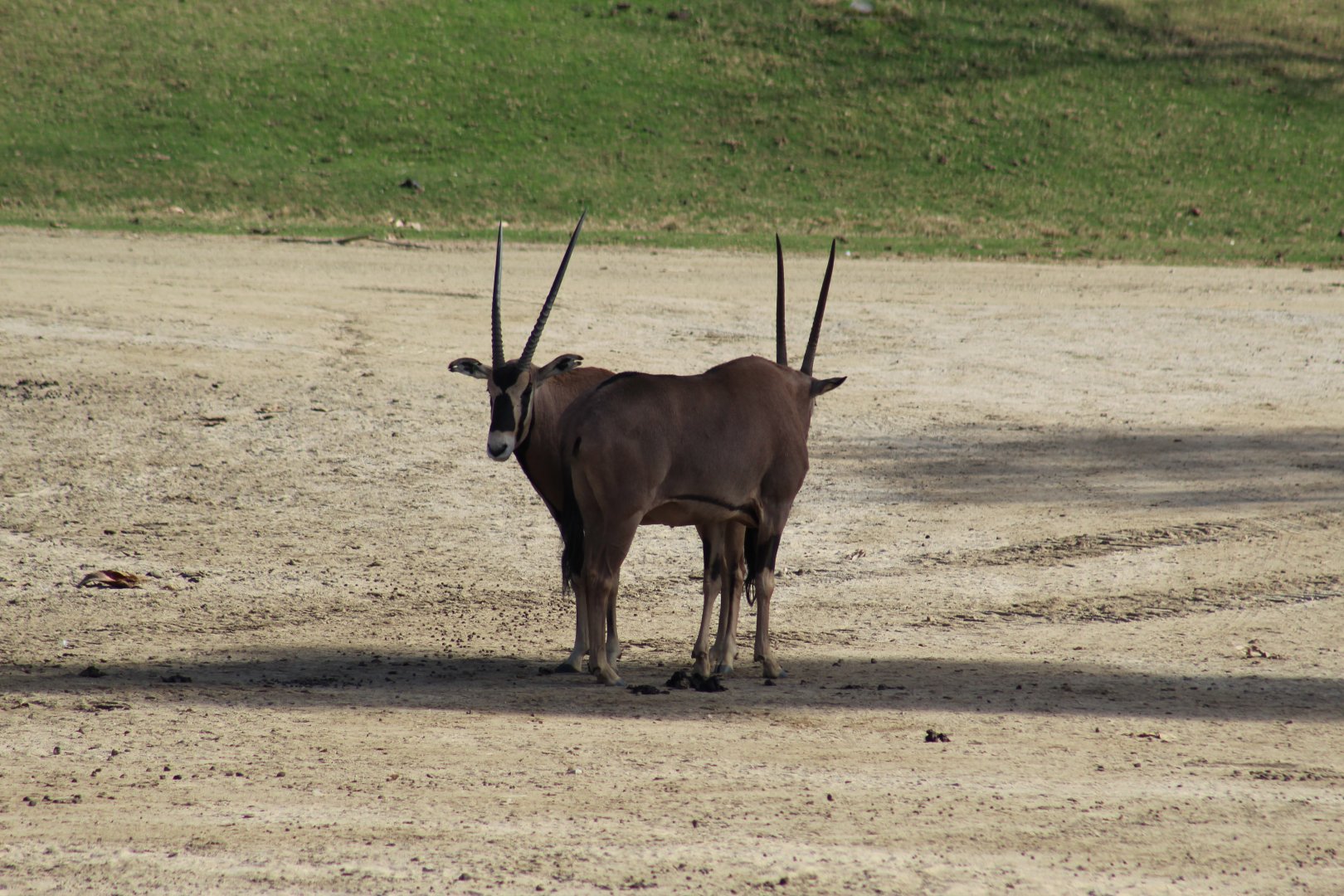 Fringe-Eared Oryx
