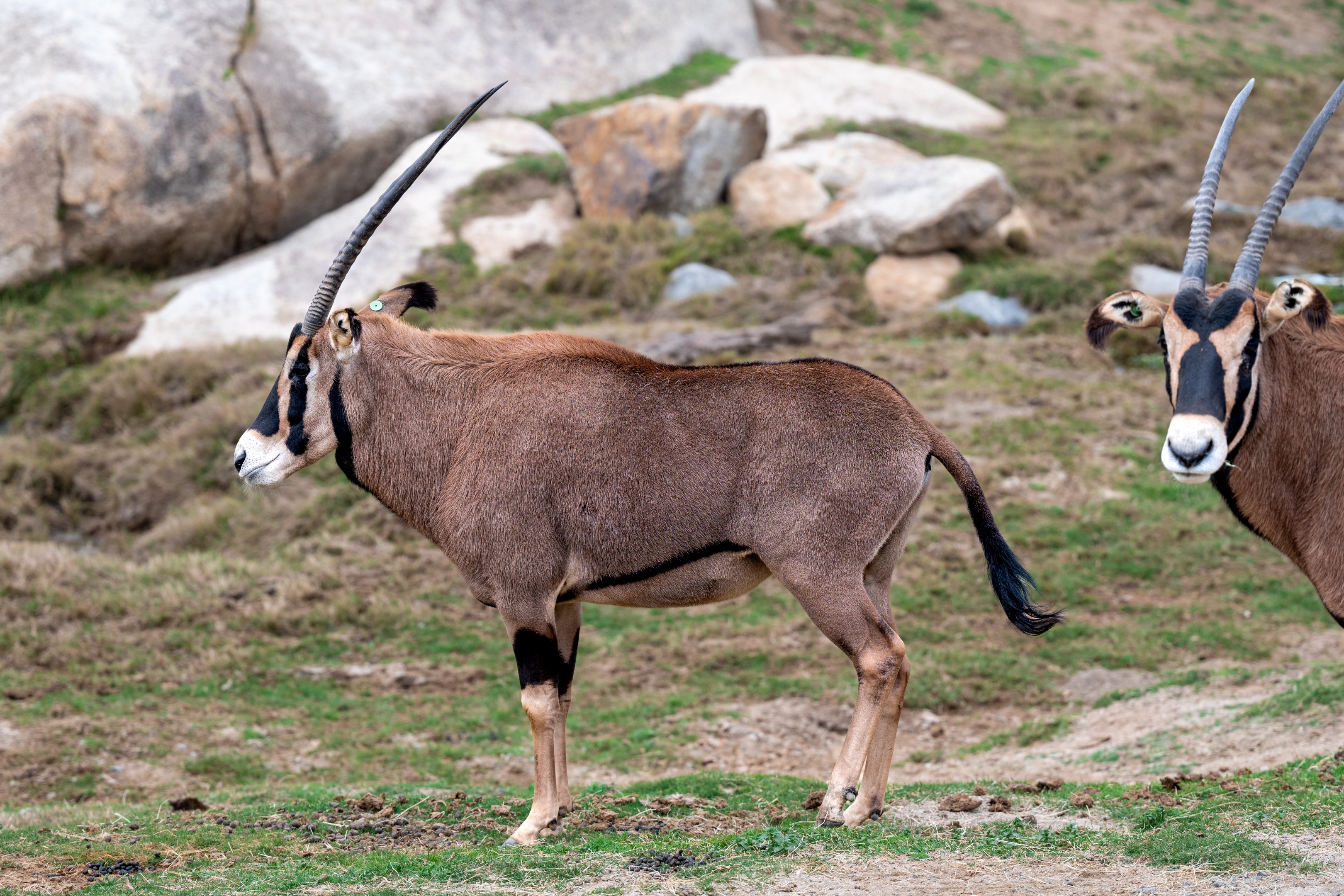 Fringe Eared Oryx