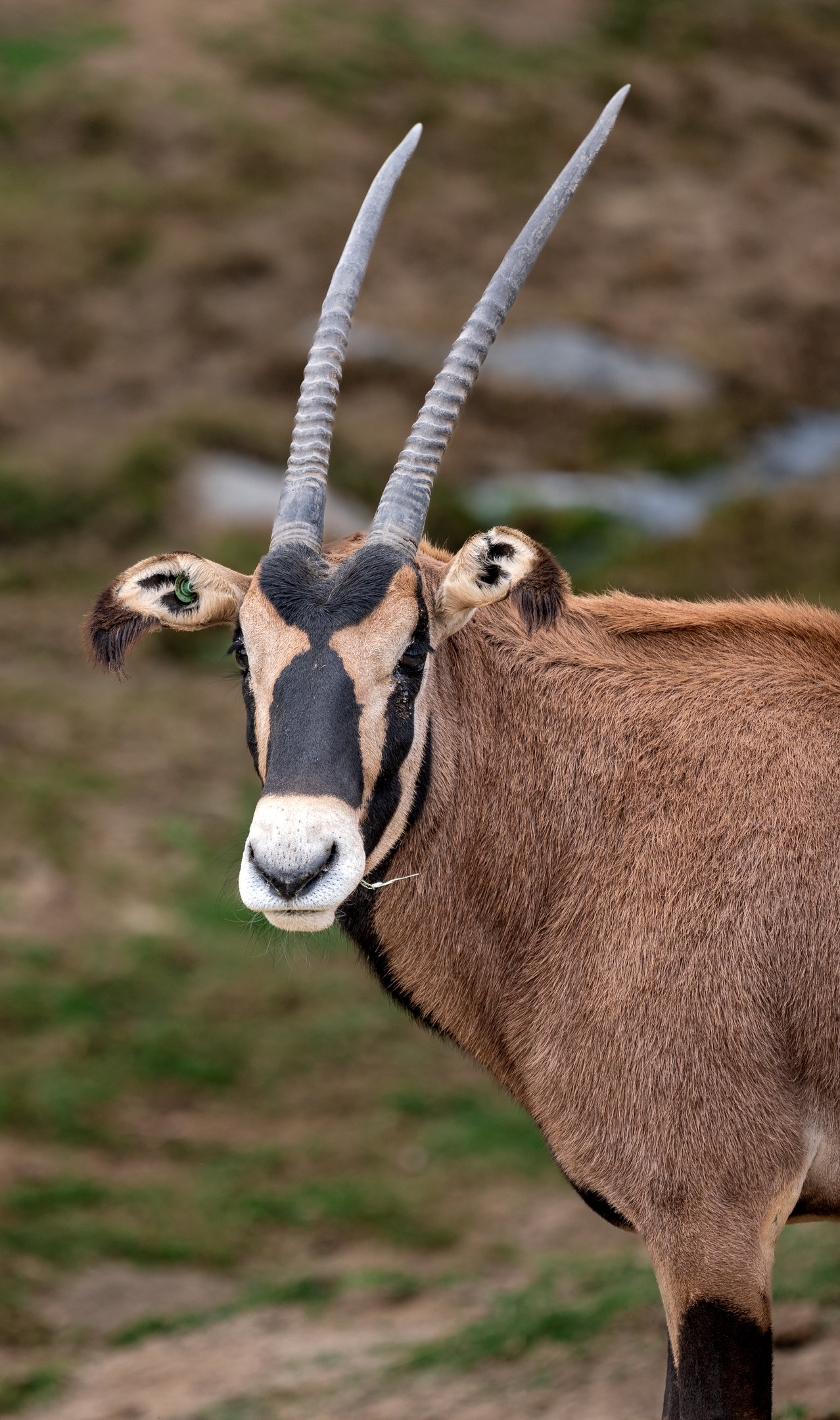 Fringe Eared Oryx
