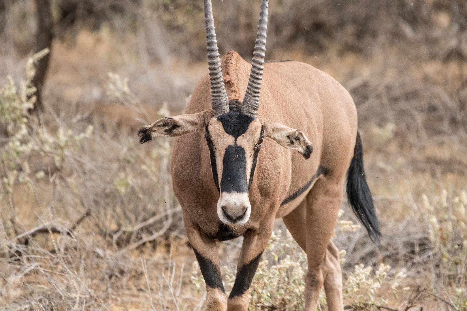 Fringe-eared Oryx