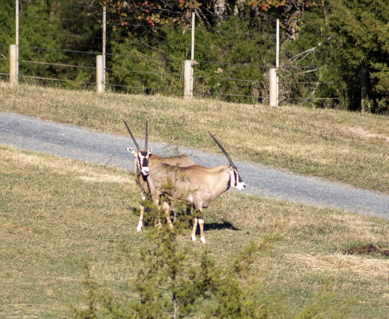 Fringe-eared Oryx