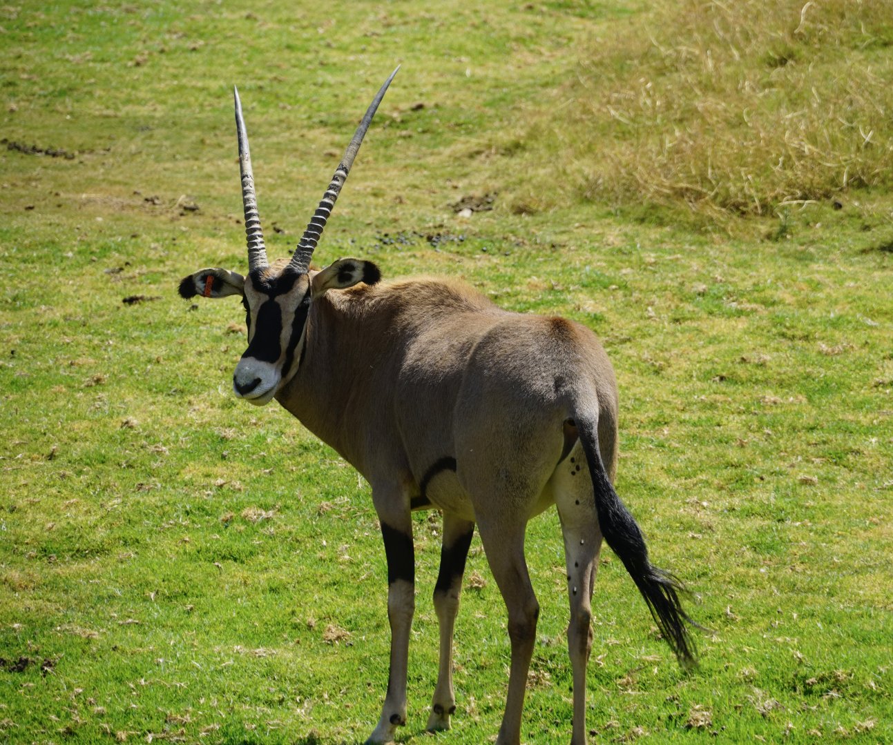 Fringe-Eared Oryx