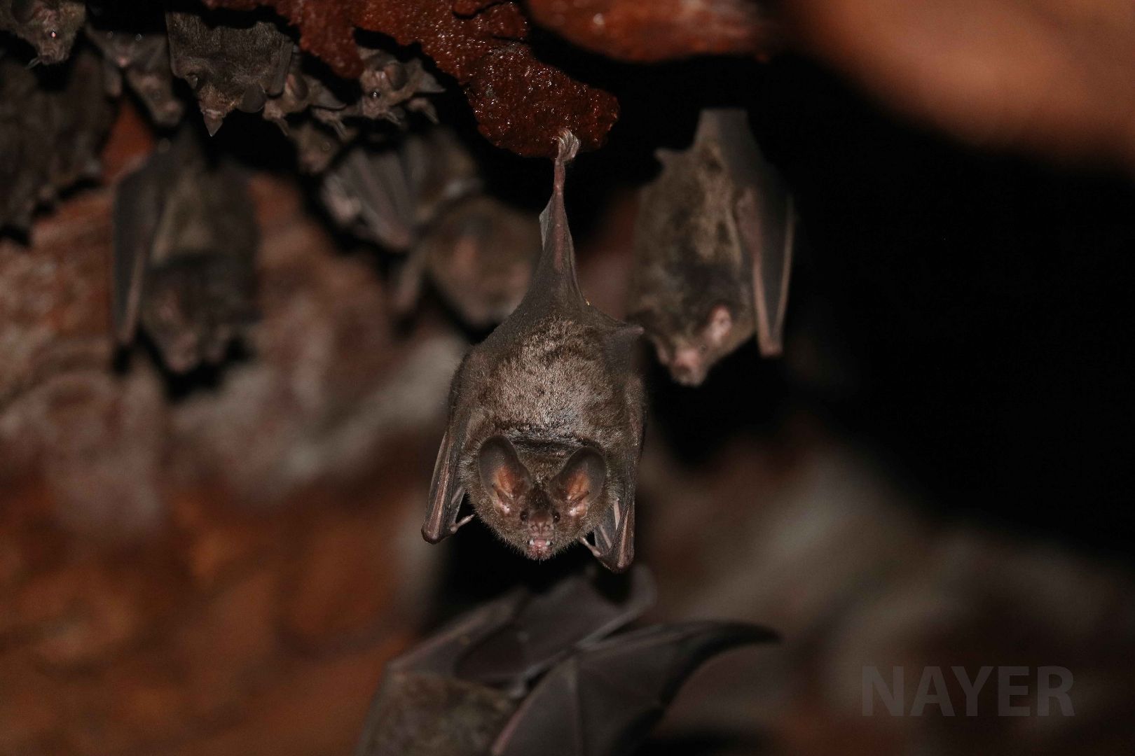 Fringe-lipped bat, Peruvian Amazon, May 2016