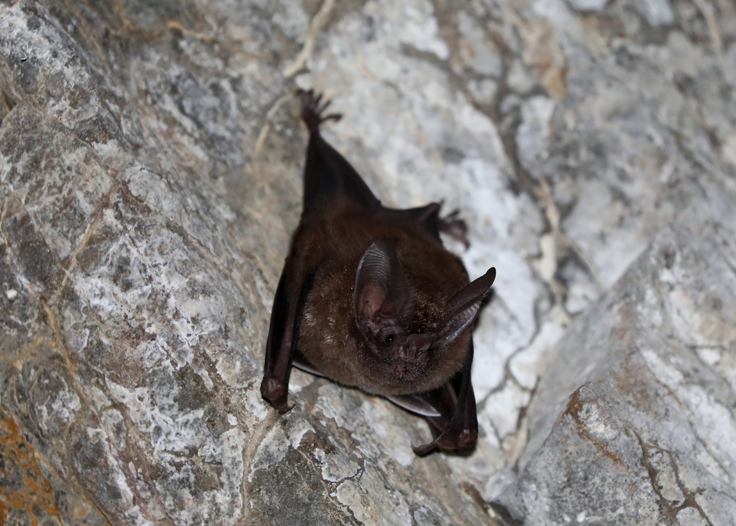 fringe-lipped bat (Trachops cirrhosus)