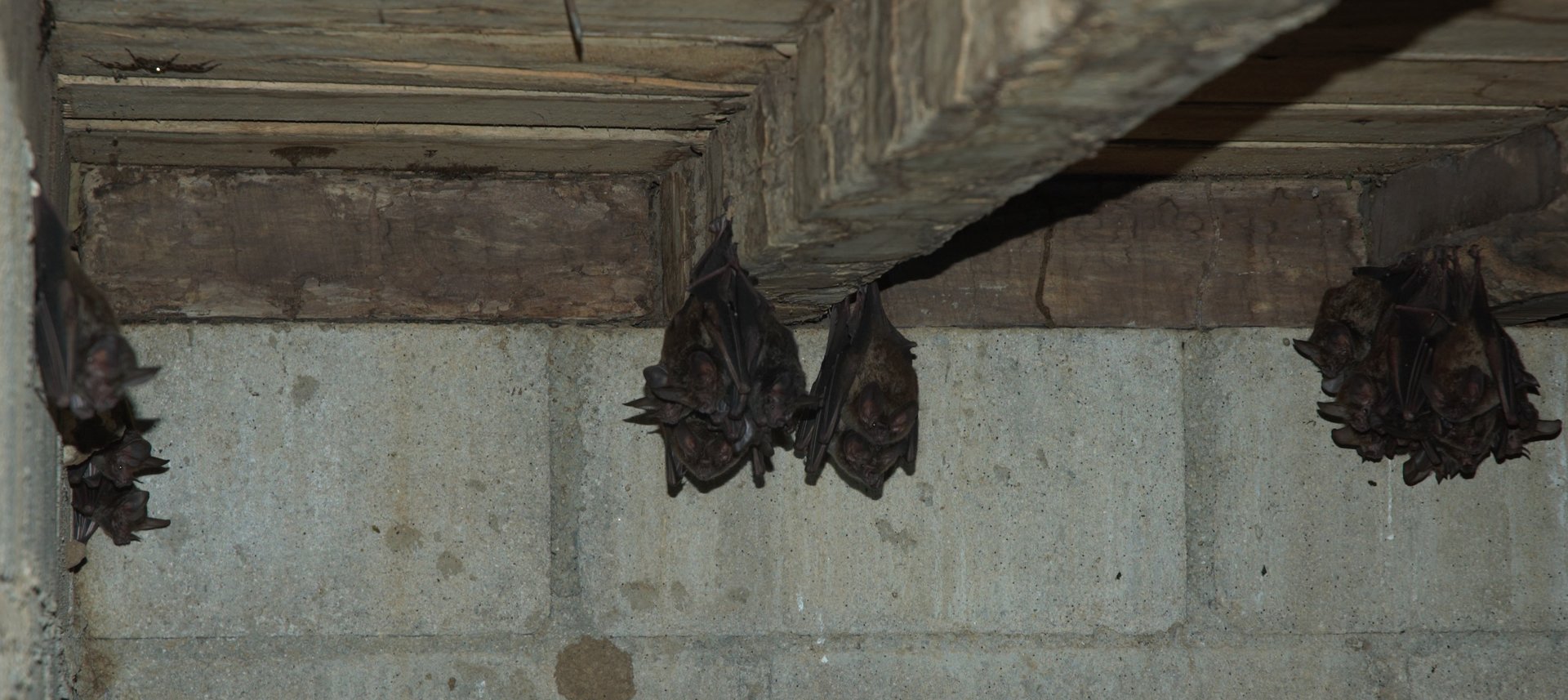 Fringe-lipped Bat (Trachops cirrhosus)