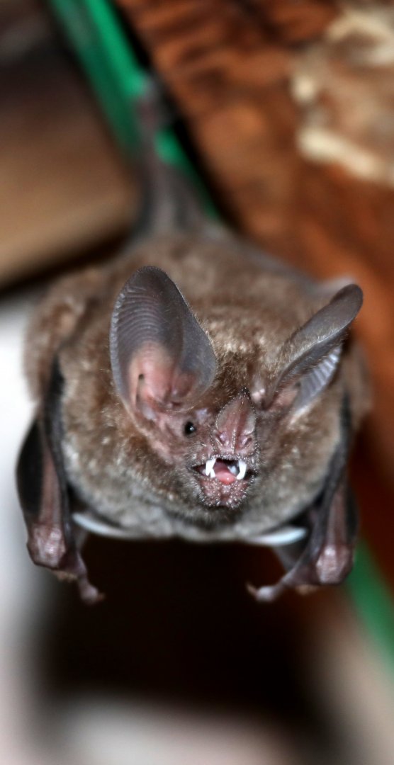 fringe-lipped bat (Trachops cirrhosus)