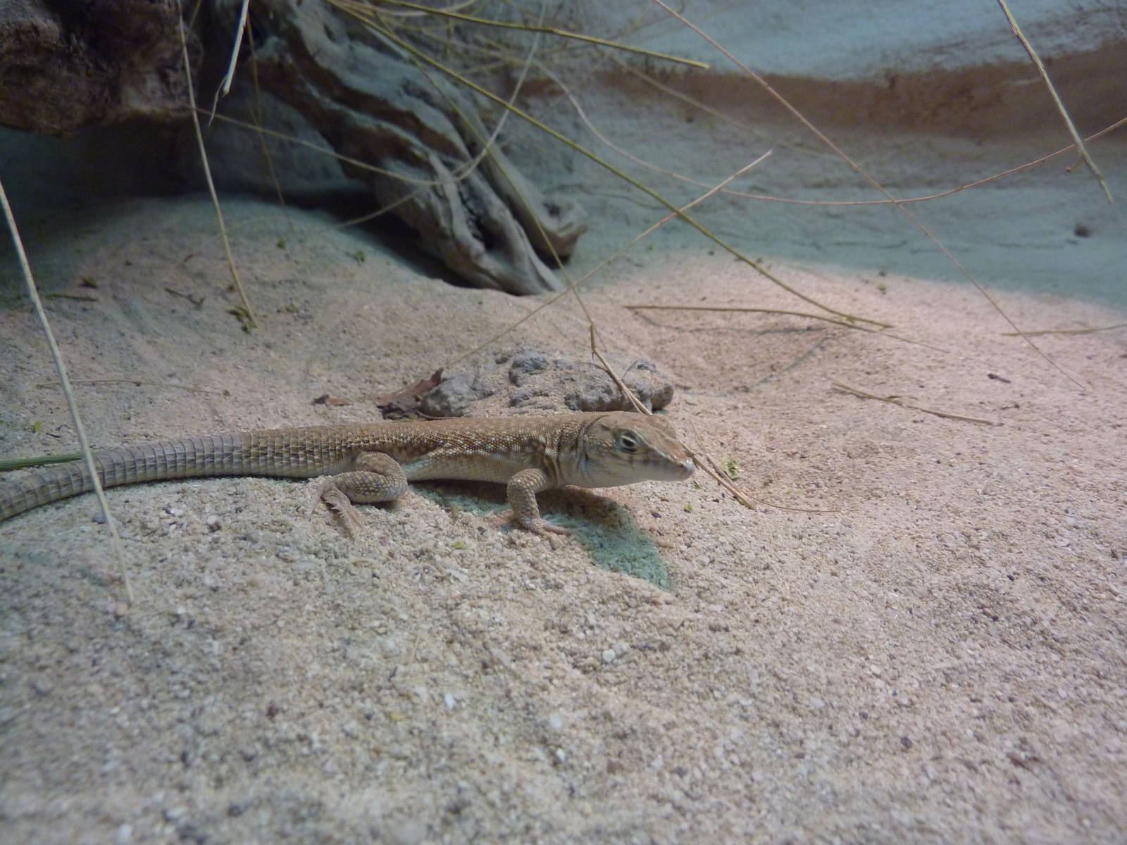 Fringe-toed lizard, December 2011.
