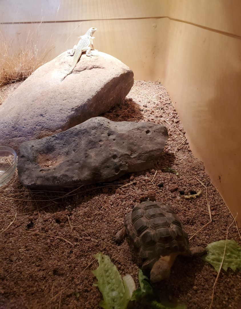 Fringe-toed Lizard & Desert Tortoise - Goldfield Ghost Town & Mines (2020)